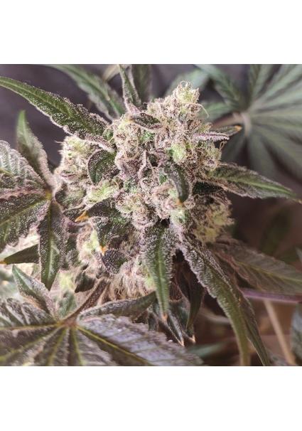 Cabin Fever  4 u. Seeds of...