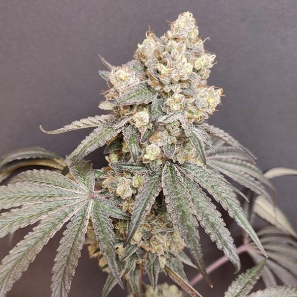 Bullshit  4 u. Seeds of Anarchy