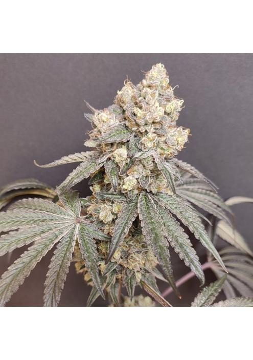 Bullshit  4 u. Seeds of Anarchy