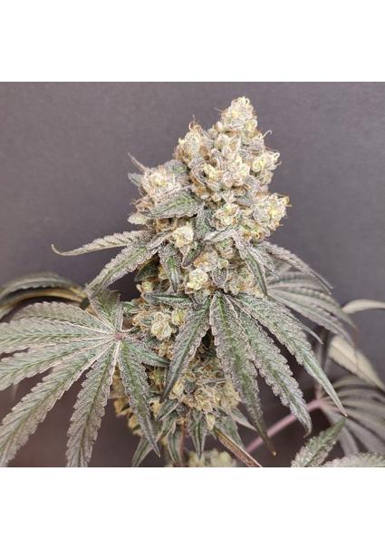 Bullshit  4 u. Seeds of...