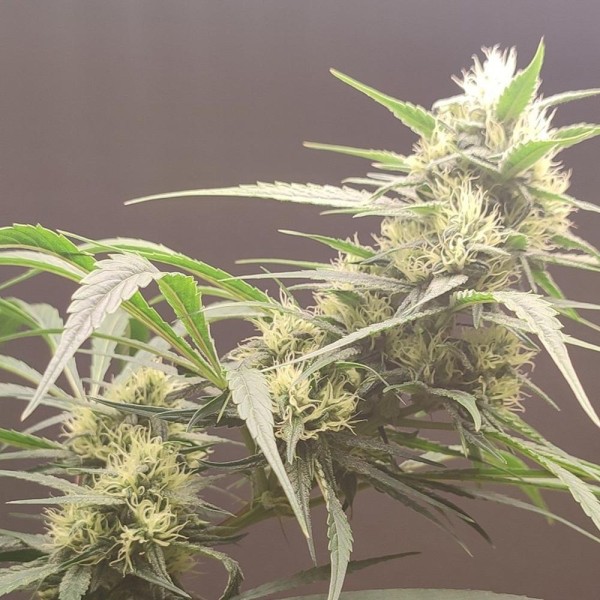 Gunk  4 u. Seeds of Anarchy