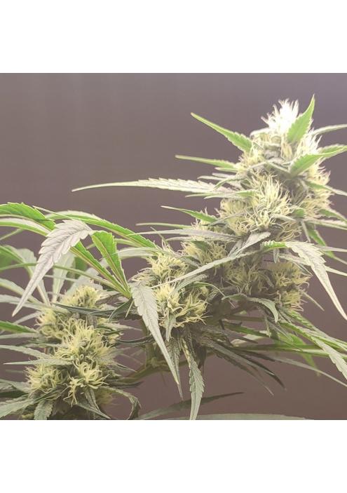 Gunk  4 u. Seeds of Anarchy