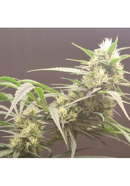 Gunk  4 u. Seeds of Anarchy