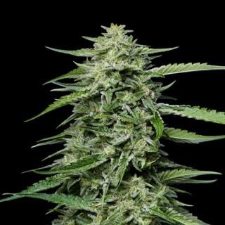 Blueberry Honey  fem Humboldt Seeds Company