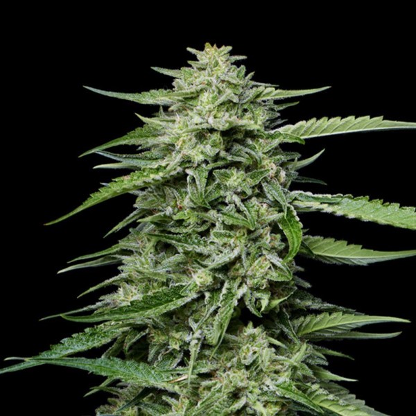 Blueberry Honey  fem Humboldt Seeds Company
