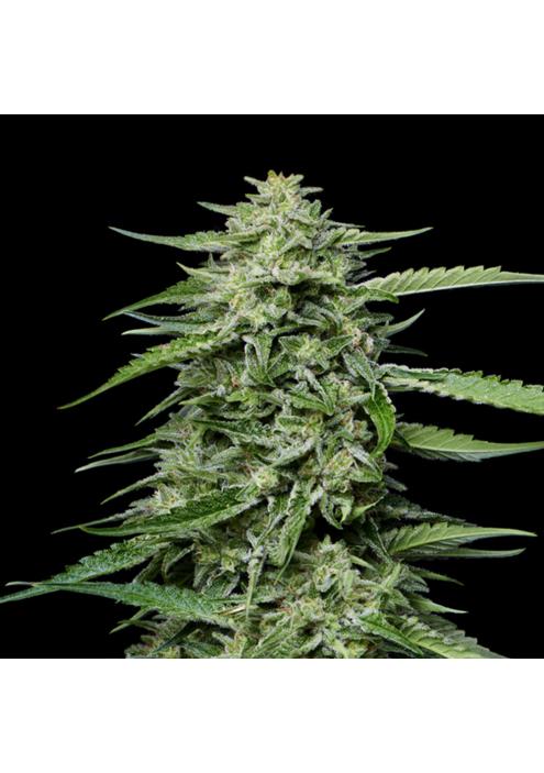 Blueberry Honey  fem Humboldt Seeds Company