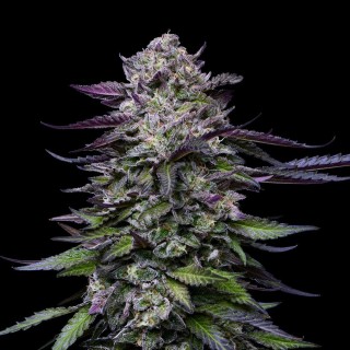 Candy Hustle  fem Humboldt Seeds Company