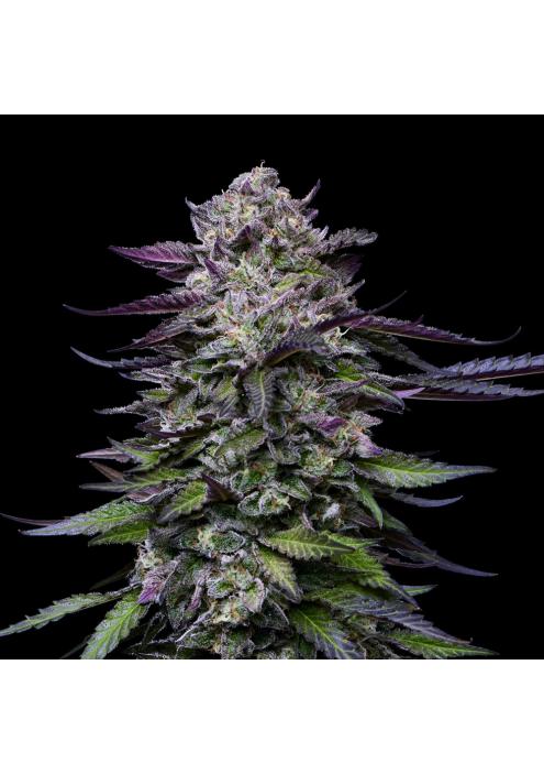 Candy Hustle  fem Humboldt Seeds Company