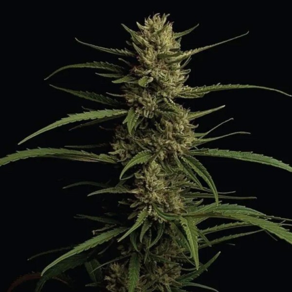 Caribbean Queen  fem Humboldt Seeds Company