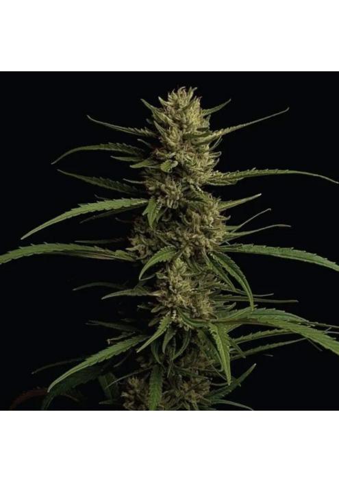 Caribbean Queen  fem Humboldt Seeds Company