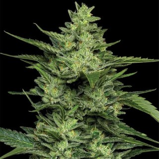 Limez  fem Humboldt Seeds Company