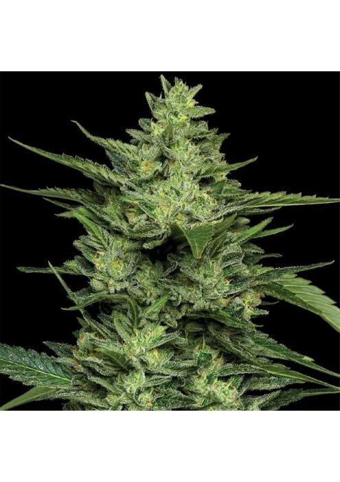 Limez  fem Humboldt Seeds Company