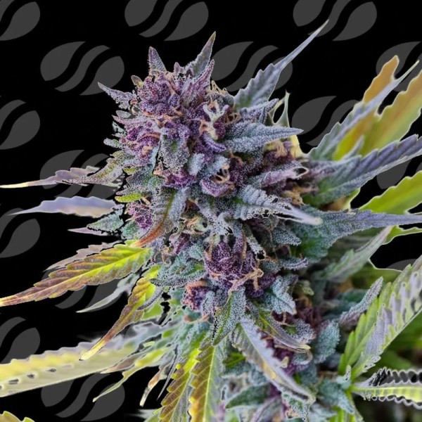 Auto Purple Lemon Tree XL  Limited Editon  Original Sensible