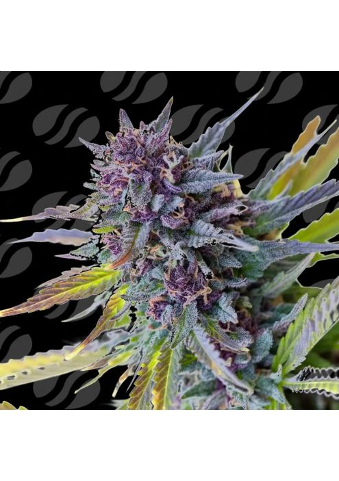 Auto Purple Lemon Tree XL  Limited Editon  Original Sensible
