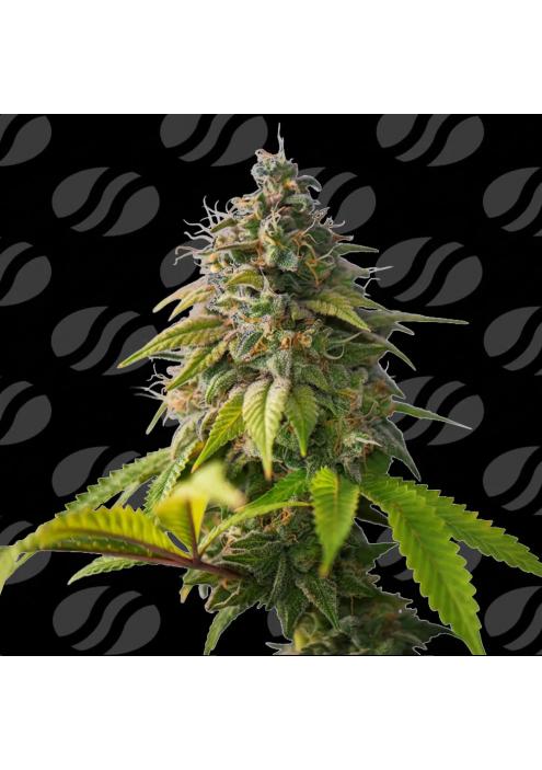 Orange Biscuit Limited Editon  Original Sensible