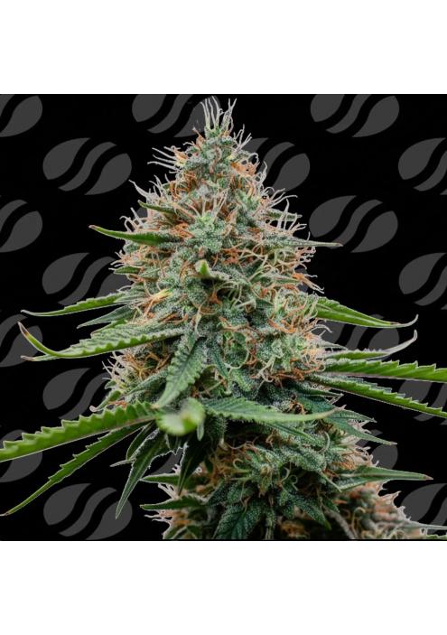 Poison Cookies Limited Editon  Original Sensible