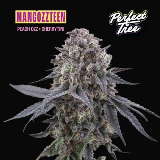 Mangozzteen
