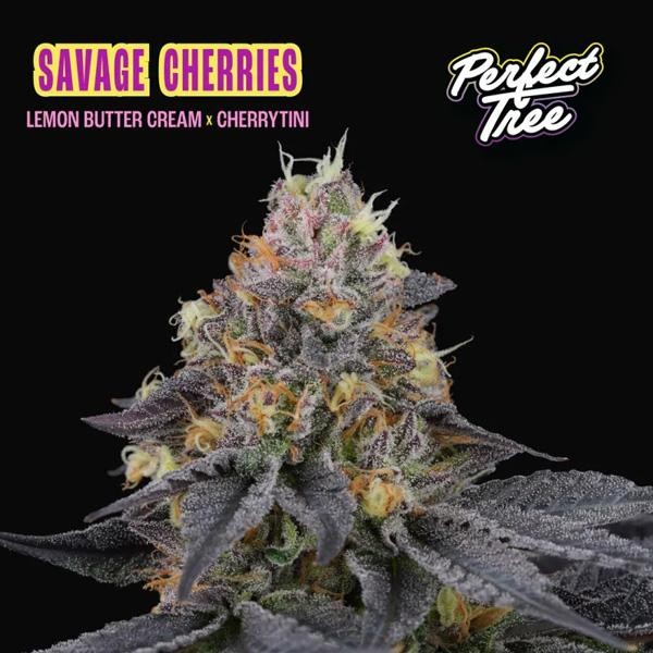 Savage Cherries