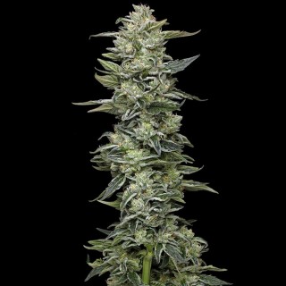 Honey Bear   fem Humboldt Seeds Company