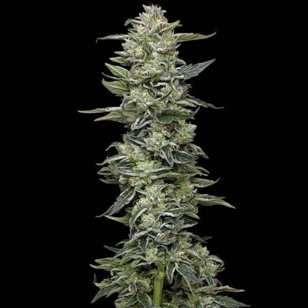Honey Bear   fem Humboldt Seeds Company