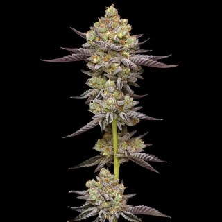Hyper Za   fem Humboldt Seeds Company