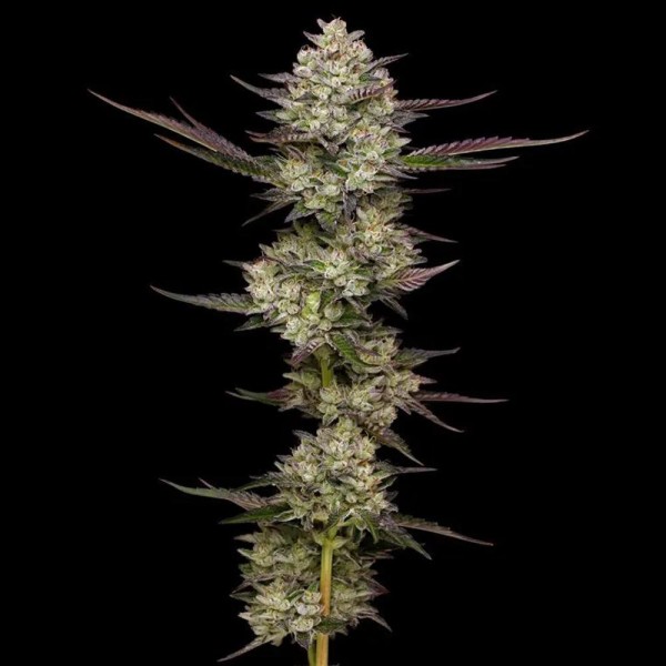 Puff Pastry   fem Humboldt Seeds Company