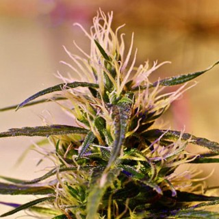 Beldia  5 u. REG French Touch Seeds