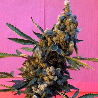 Deedee  6 u. REG French Touch Seeds