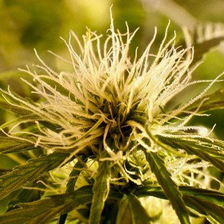 Kalité Tizane  5 u. reg. French Touch Seeds