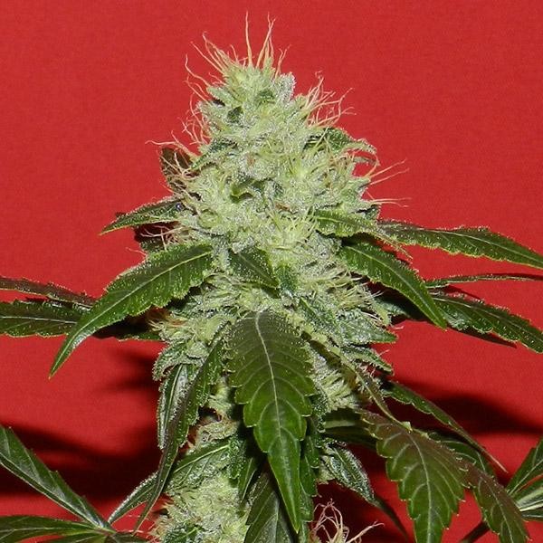 Kikiriki  6 u. REG French Touch Seeds