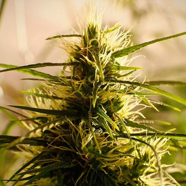 Mango Pepper  5 u. reg. French Touch Seeds