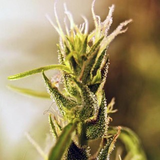 Mangu Karot  5 u. REG French Touch Seeds