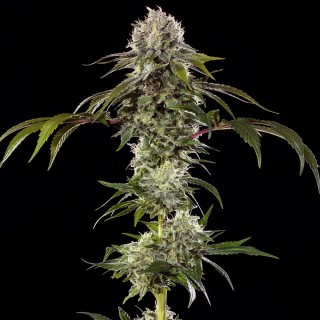 Durban Poison