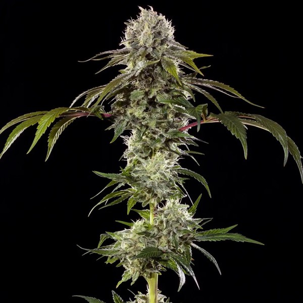 Durban Poison