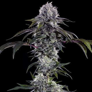 Durban Z
