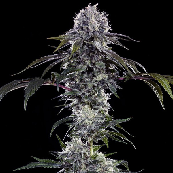 Durban Z