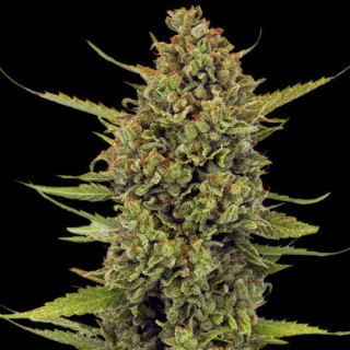 Acapulco Gold  Reg Barney's