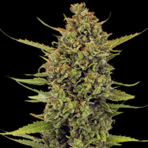 Acapulco Gold  Reg Barney's