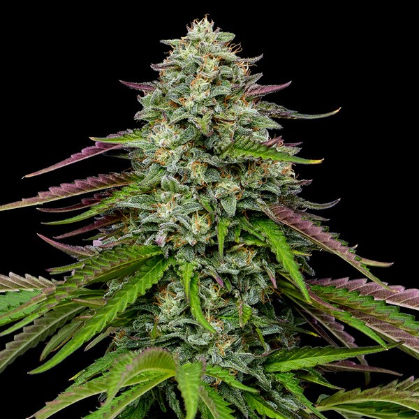 Auto Garlic Budder  Humboldt Seeds Company
