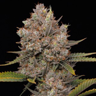Auto Hella Jelly   Humboldt Seeds Company