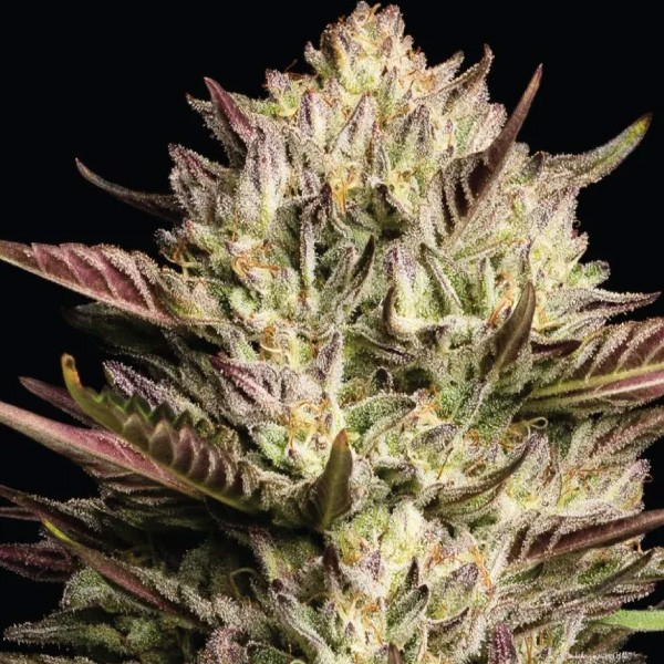 California Octane Triploid   fem Humboldt Seeds Company