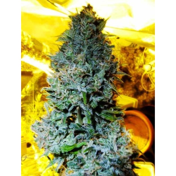 WHITE RUSSIAN REGULAR