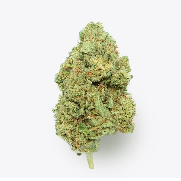 Cañamo Cbd Gorilla Grillz G.House Gelato.