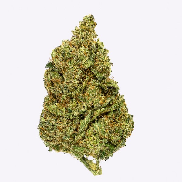 Cañamo Cbd Gorilla Grillz Indoor Gorilla Grillz.