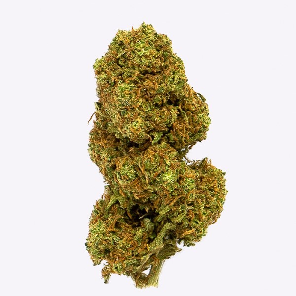 Cañamo Cbd Gorilla Grillz Outdoor Orange Cookies.