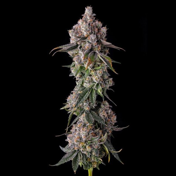 90 Proof - Compound Genetics