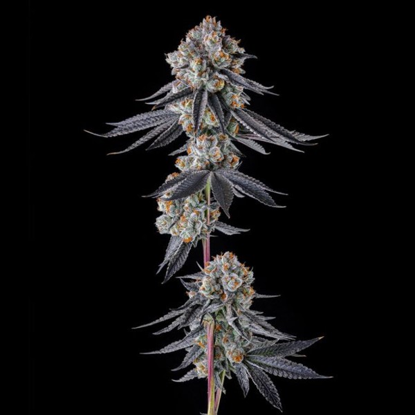 Gastro Funk - Compound Genetics