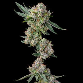 Glue31 - Compound Genetics