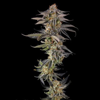 JAHrassic - Compound Genetics