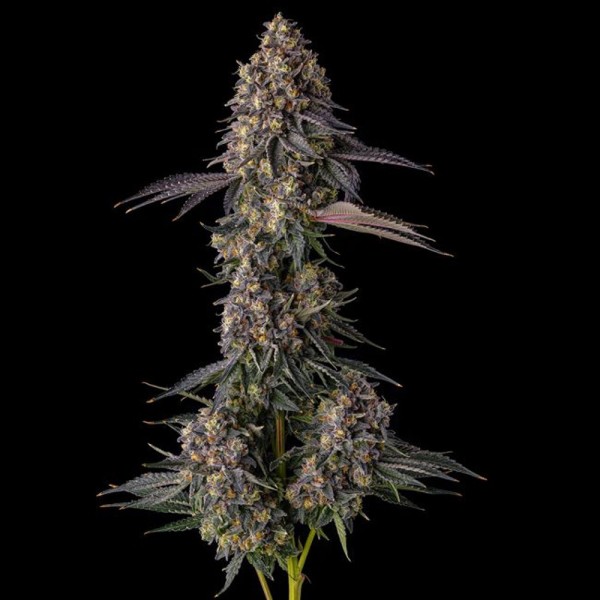 Kumamotoz - Compound Genetics